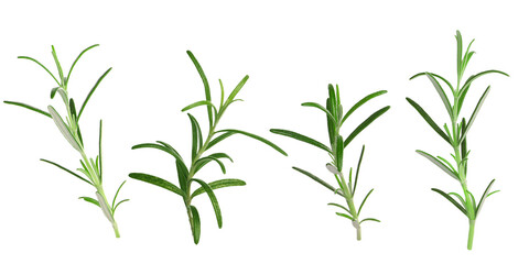 Fresh aromatic rosemary isolated on white, collage