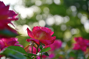 バラ花満開