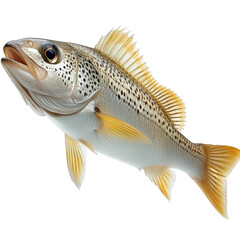 Fototapeta premium Isolated speckled trout, showcasing detailed skin texture and unique coloration