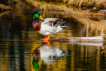 Close-Up Portrait of Male Mallard Duck on Sunny Day