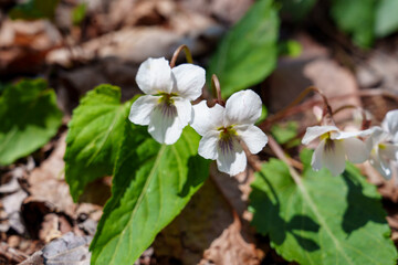 Taebaek White Violet Blooming on the Forest Floor