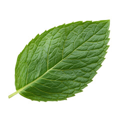 Obraz premium Fresh mint leaf herb isolated on a clean transparent background suitable for culinary and medicinal uses, mint leaf herb isolated on transparent background