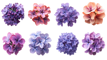 Floral assortment showcasing diverse petal arrangements, vibrant hues, botanical exquisiteness