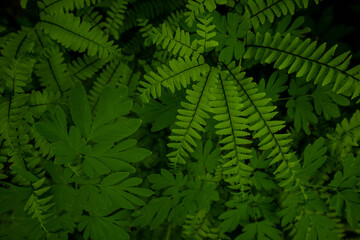 Lush dark green ferns and leaves in a Pacific Northwest forest