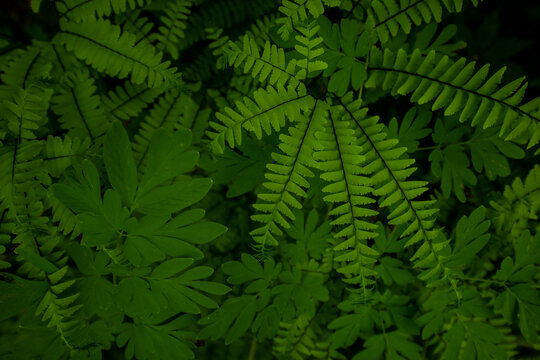 Lush dark green ferns and leaves in a Pacific Northwest forest