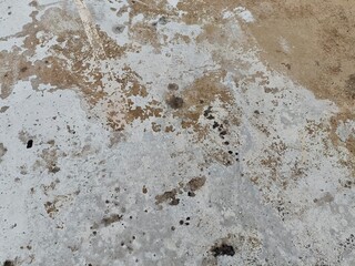animal tracks in the sand