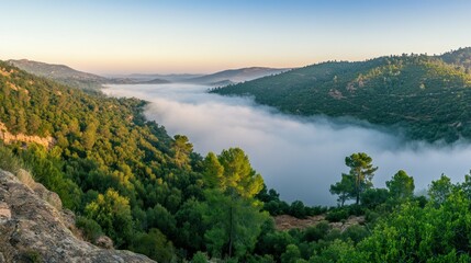 A majestic landscape of trees hills and rolling morning fog