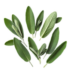 Obraz premium Fresh sage herb leaves arranged beautifully on a pristine transparent background with natural textures and colors, sage herb leaves isolated transparent background