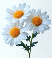 Fototapeta premium Close-up of three white daisies with vibrant yellow centers on green stems against a soft light background evoking freshness and natural beauty