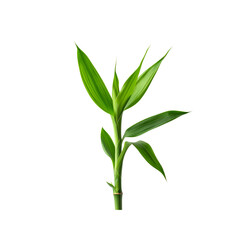 Fototapeta premium Close up of fresh green lucky bamboo plant for indoor decoration and growth tips on transparent background