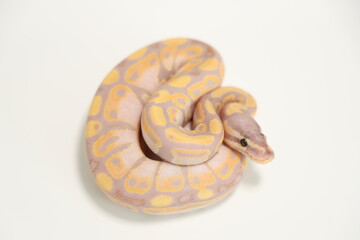 Obraz premium Baby Ball Python