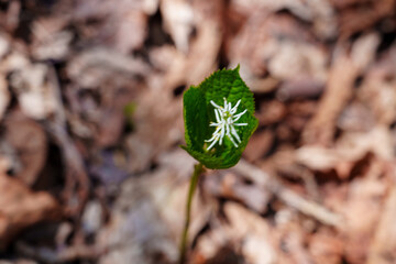 Solitary Spikes of Spring &ndash; Chloranthus japonicus in Bloom