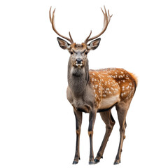 Fototapeta premium Majestic spotted deer portrait against a dark backdrop, antlers reaching high
