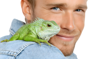 Green Iguana on Mans Shoulder Reptile and Person CloseUp