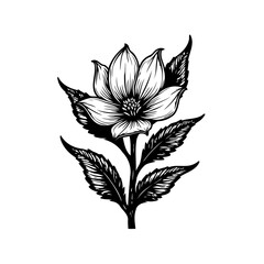 Elegant botanical illustration featuring a blooming flower with detailed foliage in monochrome