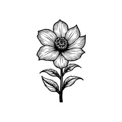Elegant botanical illustration featuring a delicately detailed flower with graceful petals