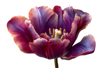 Purple Tulip Close Up Vibrant Flower Macro Photography Botanical Detail