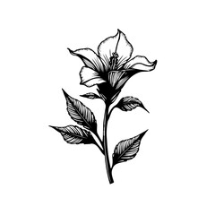 Elegant floral illustration showcasing botanical artistry and delicate linework
