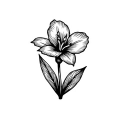 Fototapeta premium Detailed monochromatic flower illustration with delicate shading and line work