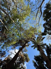 trees and sky