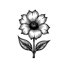 Botanical illustration of a blossoming flower with detailed lines and shading