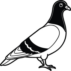 vector illustration of a pigeon