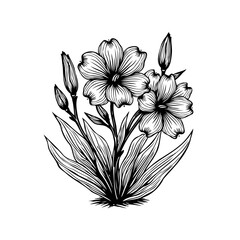 Elegant floral line art depicting blooming flowers and budding inflorescences