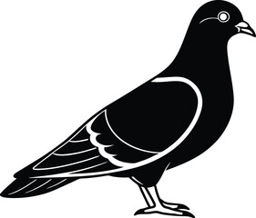vector illustration of a pigeon Bird