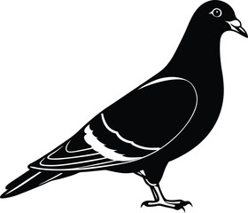pigeon silhouette isolated on white