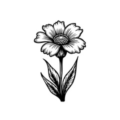 Detailed floral botanical illustration, monochrome engraving of a wildflower isolated
