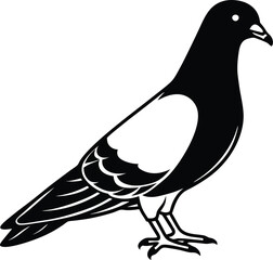 vector illustration of a pigeon