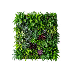 Buy artificial green wall panels for indoor and outdoor vertical garden decor on transparent background