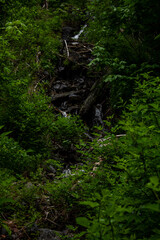 Fototapeta premium forest in the morning