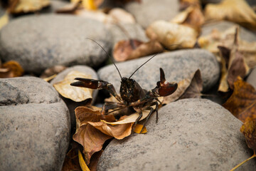 crawdad on rocks and fall leaves playing with claws