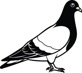 vector illustration of a pigeon