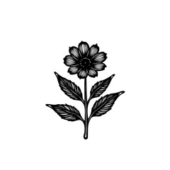 Elegant botanical illustration: A delicate bloom in detailed black and white etching