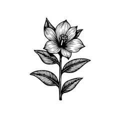 Intricate Hand-Drawn Floral Illustration Displaying Botanical Elegance and Detail