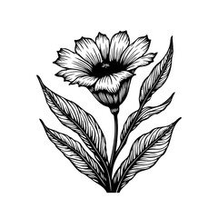 Detailed botanical illustration of a blooming flower with decorative leaves