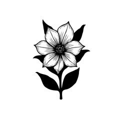 Elegant botanical illustration showcasing a delicate flower with striking contrasts