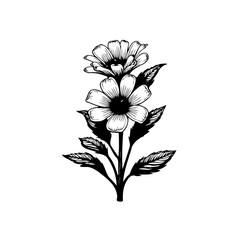 Intricate botanical illustration: Daisy duo with stylized leaves in monochrome
