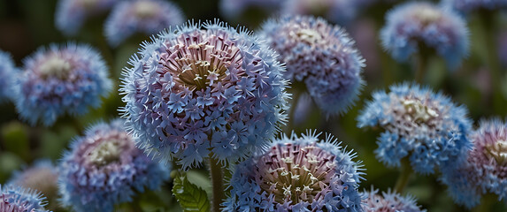 White Floss Flower Detail