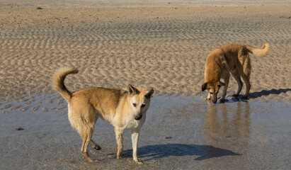 Red wild dogs on the shore of the red sea. A sexually mature pair of animals, a male and a female....