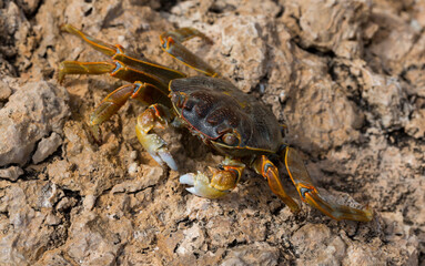 Grapsus albolineatus is a species of decapod crustacean in the family Grapsidae. Crab, on a reef rock. Fauna of the Sinai Peninsula.