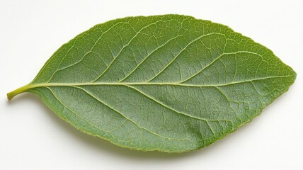 Obraz premium Green Leaf Close-Up: Detailed Texture and Veins on White Background