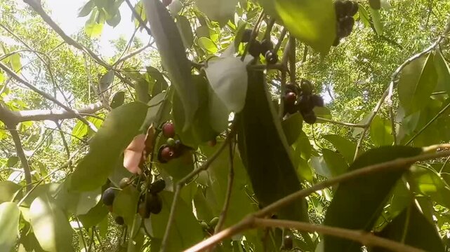 Discover the allure of vibrant nature, showcasing lush java plum fruit, with a close-up perspective.