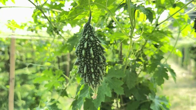 Bitter gourd a Nutritious and Distinctive Vegetable