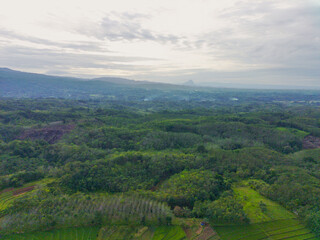 Fototapeta premium Beautiful morning view indonesia Panorama Landscape paddy fields with beauty color and sky natural light