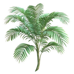 Tropical palm tree illustration on transparent background