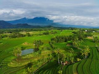 Fototapeta premium Beautiful morning view indonesia Panorama Landscape paddy fields with beauty color and sky natural light