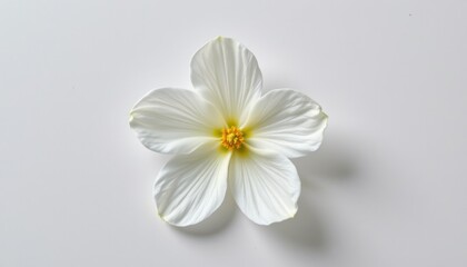 Delicate white flower blooming natural setting close-up photography tranquil environment aesthetic concept